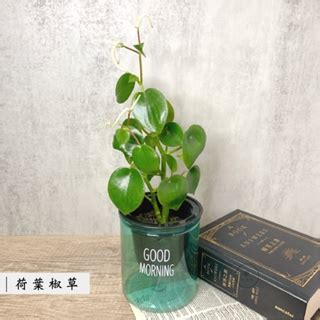 荷葉椒草風水|荷葉椒草：理想的室內綠意之選 – 植物盆栽綠寶典